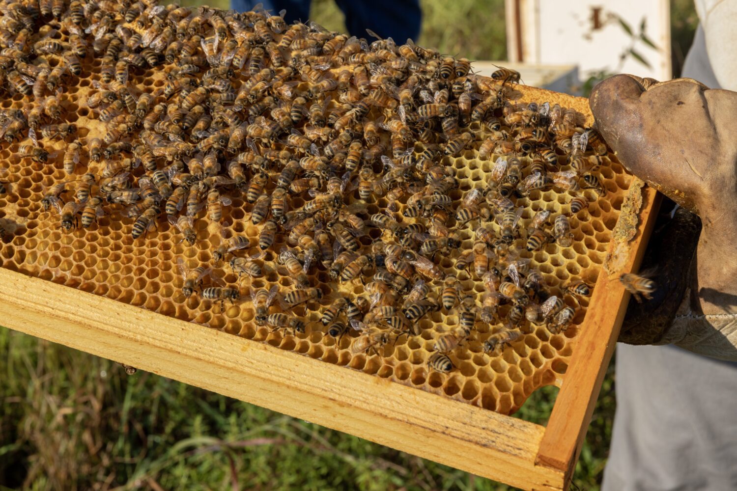 bee shelf